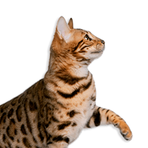 симптомы заболевания кошек