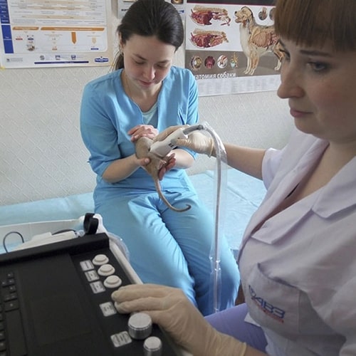 кот после УЗИ в ветеринарной клинике «Четыре Лапы» отлично чувствует себя