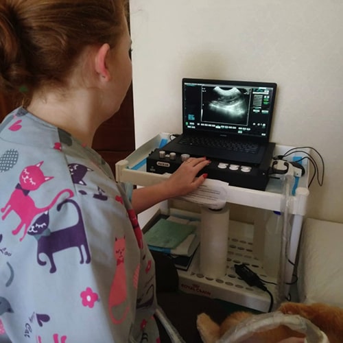 УЗИ для собак и кошек во Владивостоке в ветеринарной клинике «Четыре Лапы»
