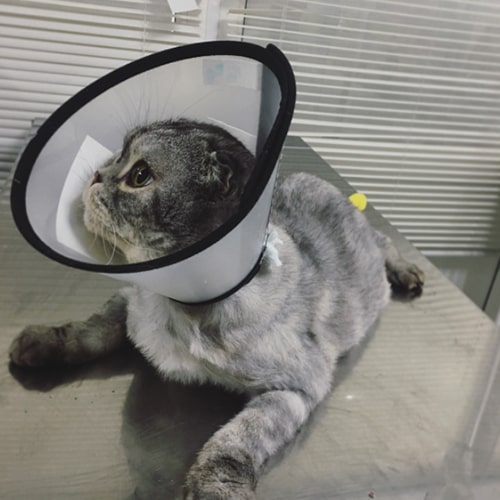 кот на приеме ветеринарного врача гинеколога в ветеринарной клинике «Четыре Лапы» отлично чувствует себя