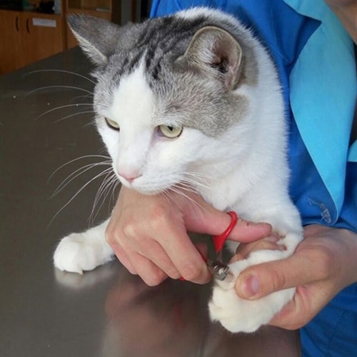 кот удаления когтей в ветеринарной клинике «Четыре Лапы» отлично чувствует себя