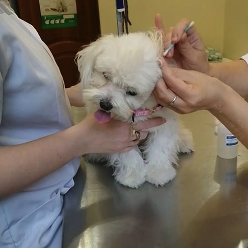собака пришла на стрижку когтей в ветеринарной клинике «Четыре Лапы» отлично чувствует себя